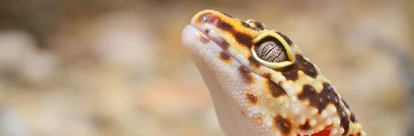 Leopard Gecko Eublepharis Macularius Djurparken Närbild Tallinn Estland Porträtt Konst — Stockfoto