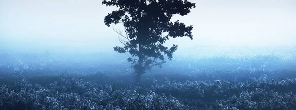 在拉脱维亚的日出时分 在晨雾的云雾中 一棵孤独的枫树和一片繁茂的田野 黑暗的轮廓映衬着蔚蓝的天空 宁静的神秘风景 概念艺术 图形简约主义 — 图库照片