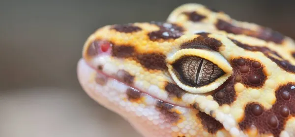 Gecko Leopardo Eublepharis Macularius Zoológico Close Tallinn Estónia Arte Retrato — Fotografia de Stock