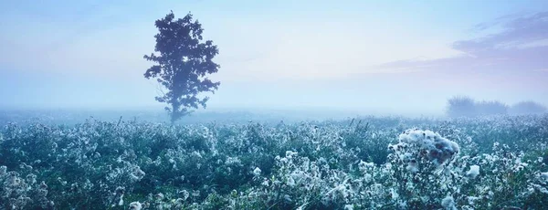 Einsamer Ahornbaum Und Ein Blühendes Feld Morgennebel Bei Sonnenaufgang Lettland — Stockfoto