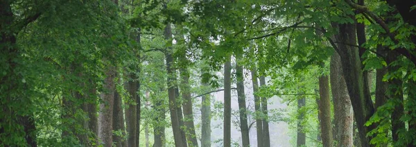 Δυνατά Δέντρα Στην Πρωινή Ομίχλη Φυλλοβόλο Δάσος Ξημέρωμα Σκοτεινό Ατμοσφαιρικό — Φωτογραφία Αρχείου