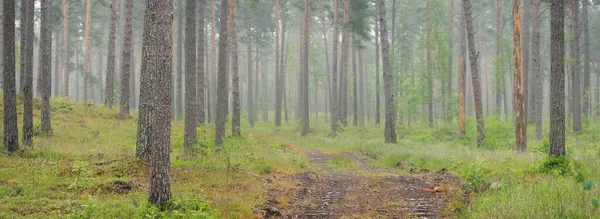 在雾中穿过高大的古松树的一条土路 雨天在深绿色的森林里 拉脱维亚的初夏 大气景观 — 图库照片