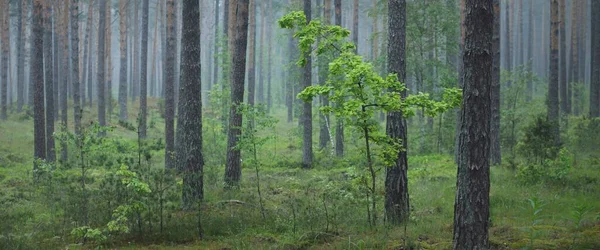 Τείχος Των Αρχαίων Πεύκων Στο Καταπράσινο Δάσος Του Λυκόφωτος Λετονία — Φωτογραφία Αρχείου