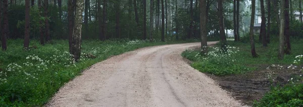 황혼을 지나는 가하나있습니다 상록수 소나무 숲이죠 라트비아 자전거 스포츠 노르딕걷기 — 스톡 사진