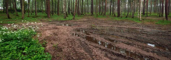 안개가 소나무와 자작나무를 관통하는 비포장도로 라트비아 대기권의 — 스톡 사진