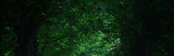 Potężne Drzewa Mgle Las Liściasty Wschodzie Słońca Ciemny Krajobraz Atmosferyczny — Zdjęcie stockowe
