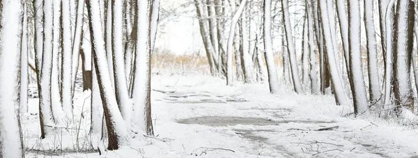 下雪天下了暴风雪后 冰道穿过白雪覆盖的森林 被冻土覆盖的树 冬天的仙境田园诗般的乡村风景 生态旅游 圣诞节假期 — 图库照片