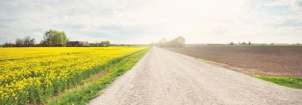 Empty Country Road Blooming Yellow Rapeseed Field Cloudy Blue Sky — Stock Photo, Image