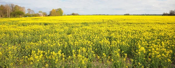Kwitnące Żółte Pole Rzepaku Przeciwko Błękitnemu Niebu Łotwa Idylliczna Scena — Zdjęcie stockowe