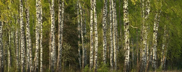 Nyírfákból Más Lombhullató Fákból Álló Sikátor Háttérben Lettországban Nyár Van — Stock Fotó