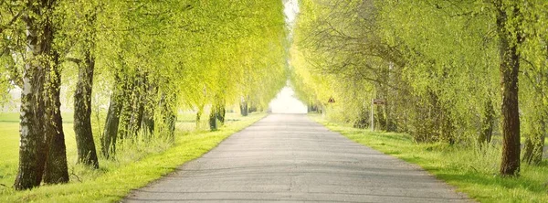 Empty Alley Single Lane Rural Road Green Deciduous Trees Latvia — Stock Photo, Image