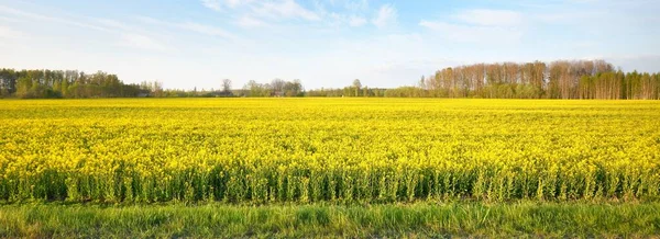 Blühendes Gelbes Rapsfeld Vor Strahlend Blauem Himmel Lettland Idyllische Ländliche — Stockfoto