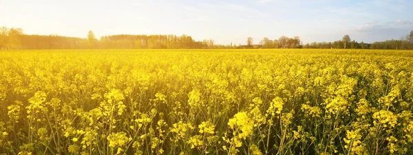 澄んだ青い空 ラトビアに対して黄色の菜の花畑を咲かせます 牧歌的な田園風景 バイオテクノロジー 食品産業 代替エネルギー 環境保全と生産 — ストック写真
