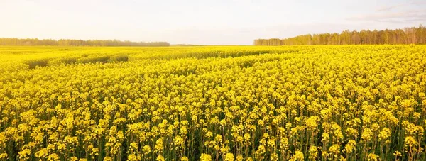 Kvetoucí Žluté Pole Řepky Proti Jasně Modré Obloze Lotyšsko Idylická — Stock fotografie