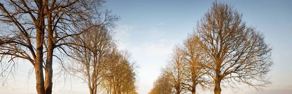 Aleja Wysokich Drzew Liściastych Łotwa Wiosenny Krajobraz Nowa Asfaltowa Droga — Zdjęcie stockowe