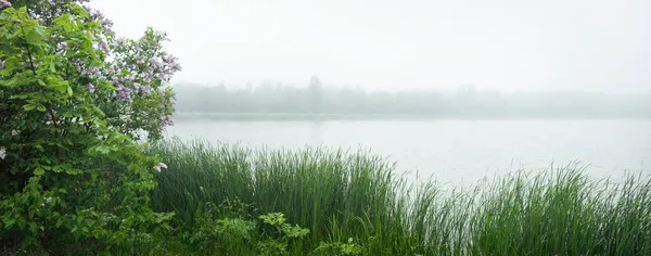 Forest Lake Thick White Morning Fog Latvia Emerald Green Grass — Stock Photo, Image