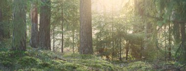 Görkemli Evergreen Ormanı 'nın tepelerinden geçen yol. Güçlü çam ağaçları, ladin ağaçları, yosunlar, bitkiler. Finlandiya. Yumuşak altın gün batımı ışığı. Idyllic sonbahar sahnesi. Doğa, mevsimler, çevre, eko-turizm