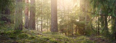 Görkemli Evergreen Ormanı 'nın tepelerinden geçen yol. Güçlü çam ağaçları, ladin ağaçları, yosunlar, bitkiler. Finlandiya. Yumuşak altın gün batımı ışığı. Idyllic sonbahar sahnesi. Doğa, mevsimler, çevre, eko-turizm