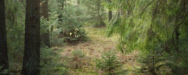 Görkemli Evergreen Ormanı 'nın tepelerinden geçen yol. Güçlü çam ağaçları, ladin ağaçları, yosunlar, bitkiler. Finlandiya. Yumuşak altın gün batımı ışığı. Idyllic sonbahar sahnesi. Doğa, mevsimler, çevre, eko-turizm