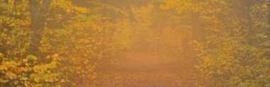 Yaprak döken ağaçların arasından tek şeritli kırsal yol (alley). Doğal tünel. Yumuşak güneş ışığı, sis, sis. Peri sonbahar sahnesi. Saf doğa, ekoloji, yürüme, bisiklet, eko-turizm, çevre koruma