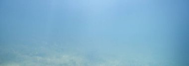 Orman nehrinin panoramik sualtı görüntüsü. Bitkiler, ağaç kütükleri parçaları. Doğa, çevre koruma, ekoloji, ekosistemler, su yaban hayatı, içme suyu, su arıtma, kirlilik temaları