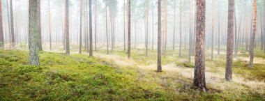 Beyaz bir sis içinde her zaman yeşil olan ormanın içinden geçen bir yol. Çam ağaçları, yosun, eğrelti otu, bitkiler. Resimli panoramik manzara. Sonbahar, kışın başlangıcı. Saf doğa, çevresel koruma, ekoloji