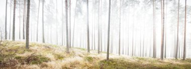 Beyaz bir sis içinde her zaman yeşil olan ormanın içinden geçen bir yol. Çam ağaçları, yosun, eğrelti otu, bitkiler. Resimli panoramik manzara. Sonbahar, kışın başlangıcı. Saf doğa, çevresel koruma, ekoloji
