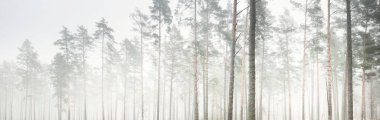 Yoğun beyaz bir sis altında görkemli ormanın resimli panoramik manzarası. Atmosferik sonbahar manzarası. Sonbahar mevsimi, ekoloji, çevre, saf doğa.