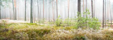 Beyaz bir sis içinde her zaman yeşil olan ormanın içinden geçen bir yol. Çam ağaçları, yosun, eğrelti otu, bitkiler. Resimli panoramik manzara. Sonbahar, kışın başlangıcı. Saf doğa, çevresel koruma, ekoloji