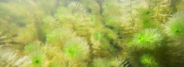 Orman nehrinin panoramik sualtı görüntüsü. Bitkiler, ağaç kütükleri parçaları. Doğa, çevre koruma, ekoloji, ekosistemler, su yaban hayatı, içme suyu, su arıtma, kirlilik temaları