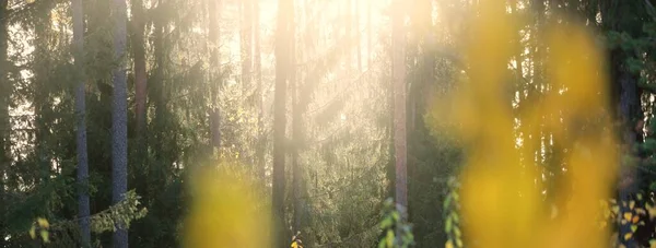노란색 오렌지색 황금빛 낙엽수들 나뭇가지 사이로 햇살이 비치고 보호구역 — 스톡 사진