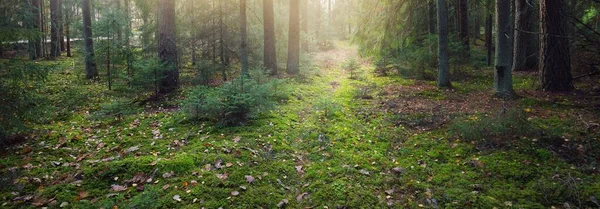 Ścieżka Przez Wzgórza Majestatycznego Wiecznie Zielonego Lasu Potężna Sosna Świerki — Zdjęcie stockowe