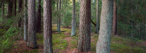 Caminho Pelas Colinas Majestosa Floresta Perene Pinheiro Poderoso Árvores Abeto — Fotografia de Stock