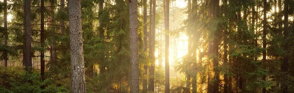 Pathway Hills Majestic Evergreen Forest Mighty Pine Spruce Trees Moss — Stock Photo, Image