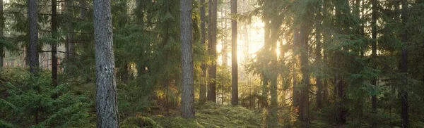 Pathway Hills Majestic Evergreen Forest Mighty Pine Spruce Trees Moss — Stock Photo, Image