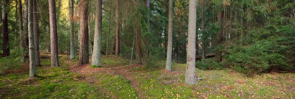 상록수 사이를 지나간다 소나무 가문비나무 핀란드 부드러운 황금빛 목가적 생태관광 — 스톡 사진