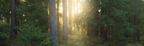 Pathway Hills Majestic Evergreen Forest Mighty Pine Spruce Trees Moss — Stock Photo, Image