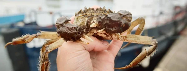 Eriochsinensis Crab Fifman Hand Close Рыбацкая Лодка Заднем Плане Традиционные — стоковое фото