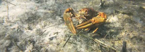 高贵的小龙虾在湖中 自然栖息地 在水下近距离拍摄 龙虾瘟疫 欧洲野生动物 动物学 环境保护 — 图库照片