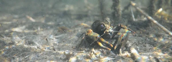 Noble Crayfish Astacus Astacus Lake Natural Habitat Close Underwater Shot — Stock Photo, Image
