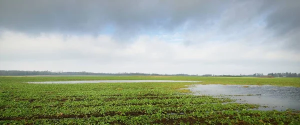 緑の耕作地 澄んだ青い空 輝く雲 柔らかい日差し ロシアだ 田舎の風景 春の洪水 流れる水 遠隔地 — ストック写真