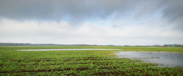 Green Plowed Agricultural Field Clear Blue Sky Glowing Clouds Soft — Stock Photo, Image