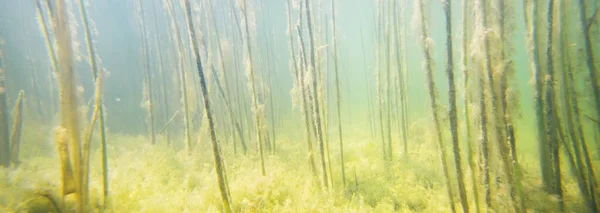 Panoramiczny Podwodny Widok Rzekę Lasu Rośliny Fragmenty Drzew Przyroda Ochrona — Zdjęcie stockowe