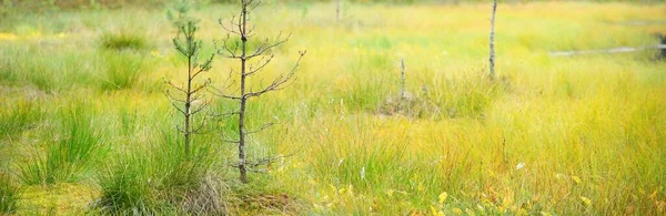 Palude Foresta Sempreverde Muschio Felce Piante Piccoli Pini Primo Piano — Foto Stock