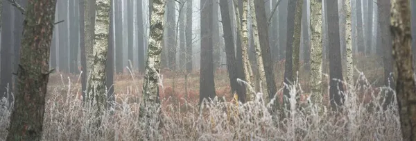 濃い白霧の中で雄大な森の絵のようなパノラマの風景 大気の秋の風景 生態系 純粋な自然 — ストック写真