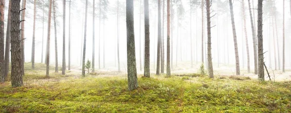 Parcours Travers Forêt Sempervirente Dans Une Brume Blanche Pins Mousses — Photo