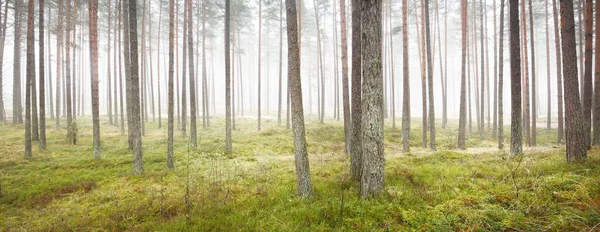 Parcours Travers Forêt Sempervirente Dans Une Brume Blanche Pins Mousses — Photo