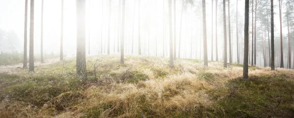 Путь Через Вечнозеленый Лес Белом Тумане Сосны Мох Папоротник Растения — стоковое фото