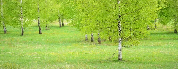 Молодой Березовый Лес Идиллическая Весенняя Сельская Сцена Пейзаж Гармония Чистая — стоковое фото