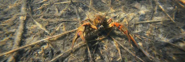 自然生息地 で有名なザリガニアスタクス クローズアップ水中ショット ザリガニの疫病 ヨーロッパの野生動物 発癌学 動物学 環境保護 — ストック写真